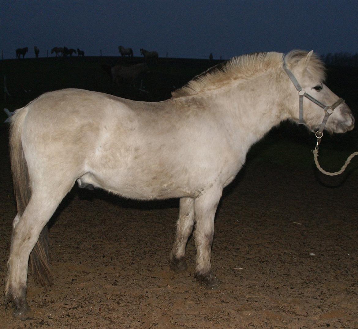 Fjordhest V. Linderup Piccaso - December 2011 :) billede 2