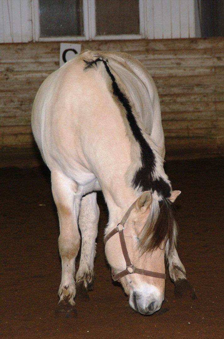 Fjordhest Lyngholms Valip billede 14