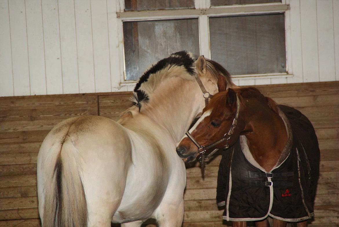 Fjordhest Lyngholms Valip - Valip nusser med Kami :) billede 7