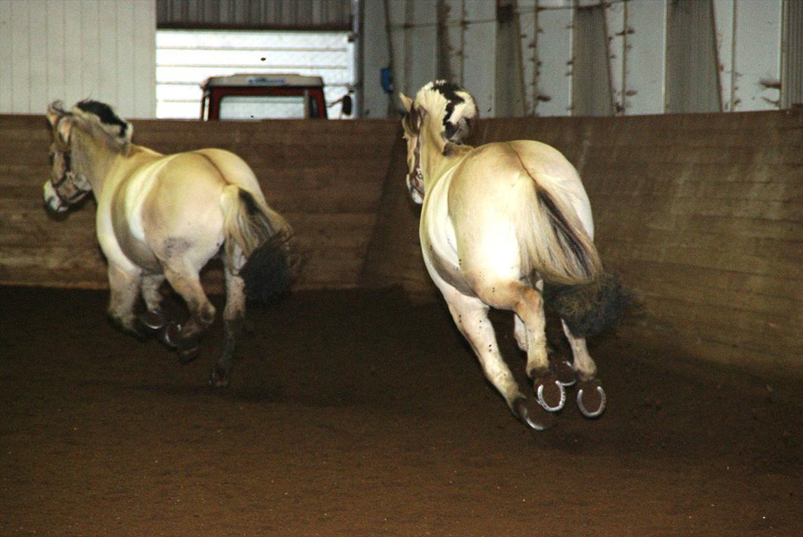 Fjordhest Lyngholms Valip - Lipper og Lue løs i hallen :) (Valip er den bagerste) billede 2