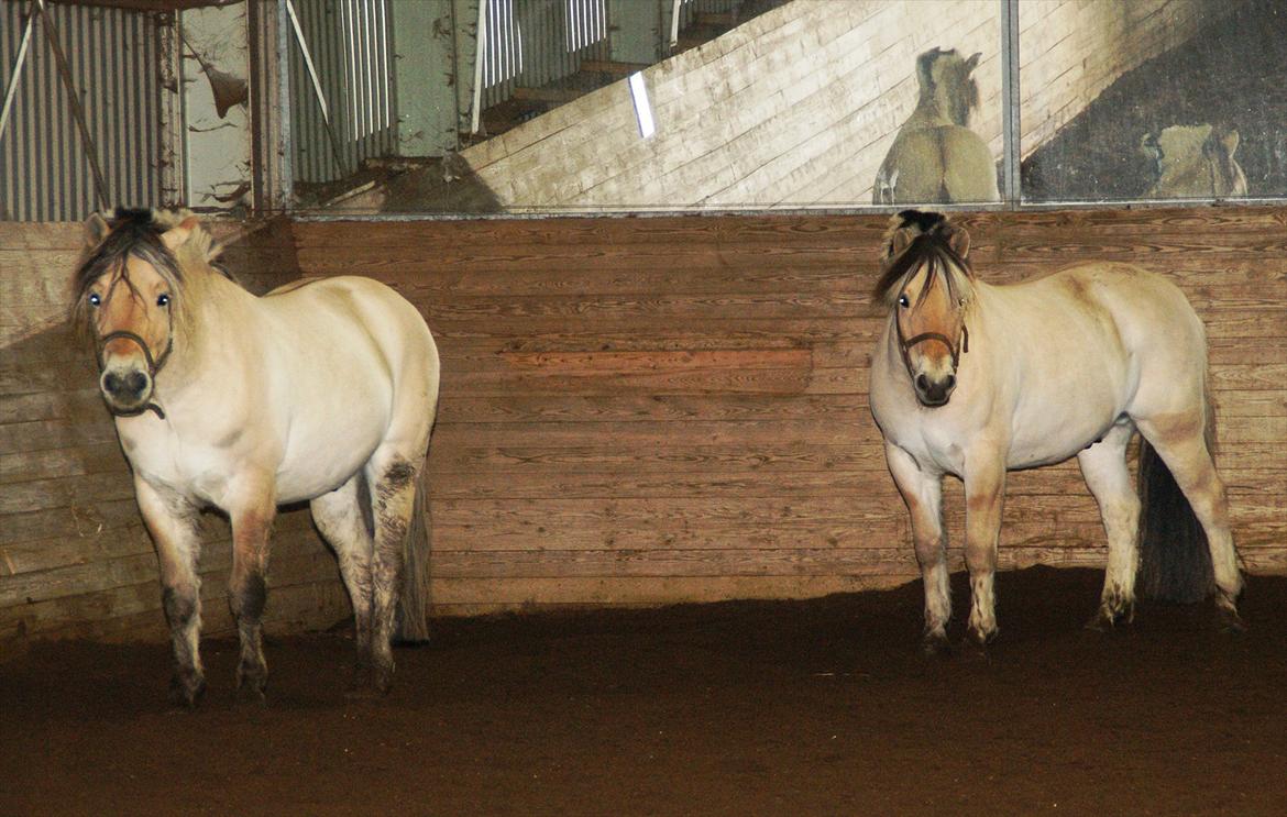 Fjordhest Lyngholms Valip - Valip og Lue holder pause fra det vilede løb. (Valip til højre) :) billede 5