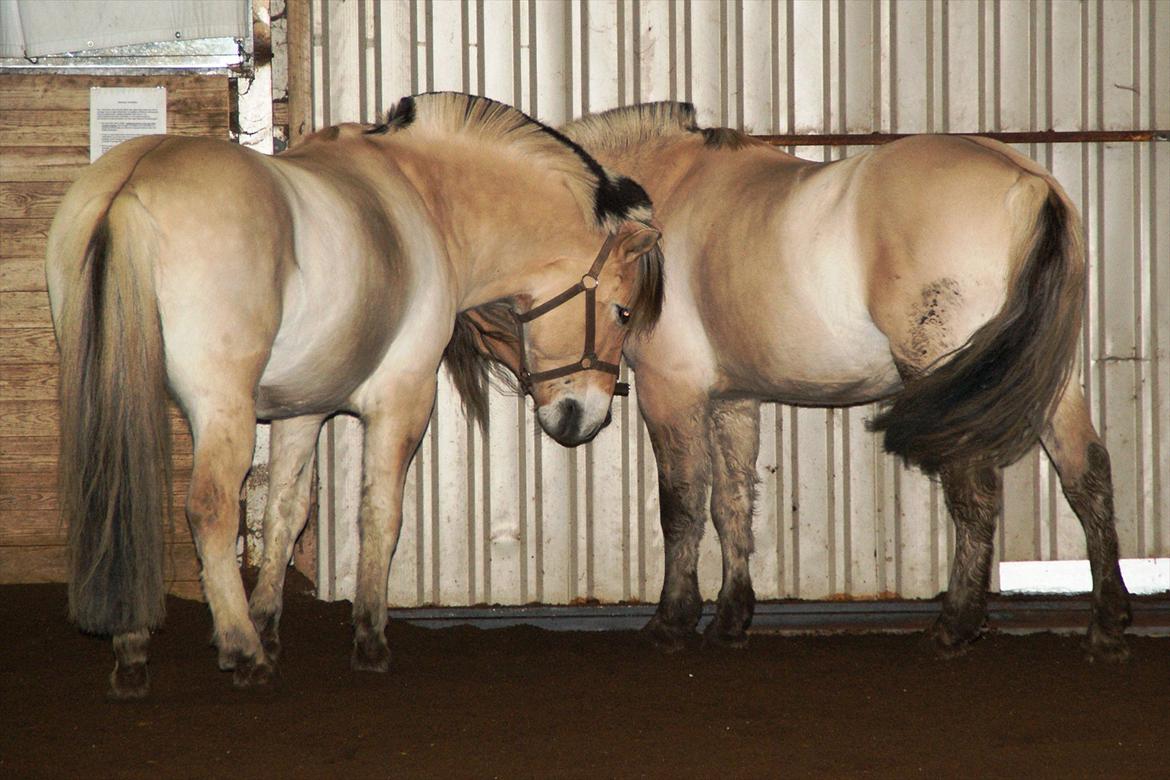 Fjordhest Lyngholms Valip - Valip og Lue sladrer lidt i hallen. billede 6
