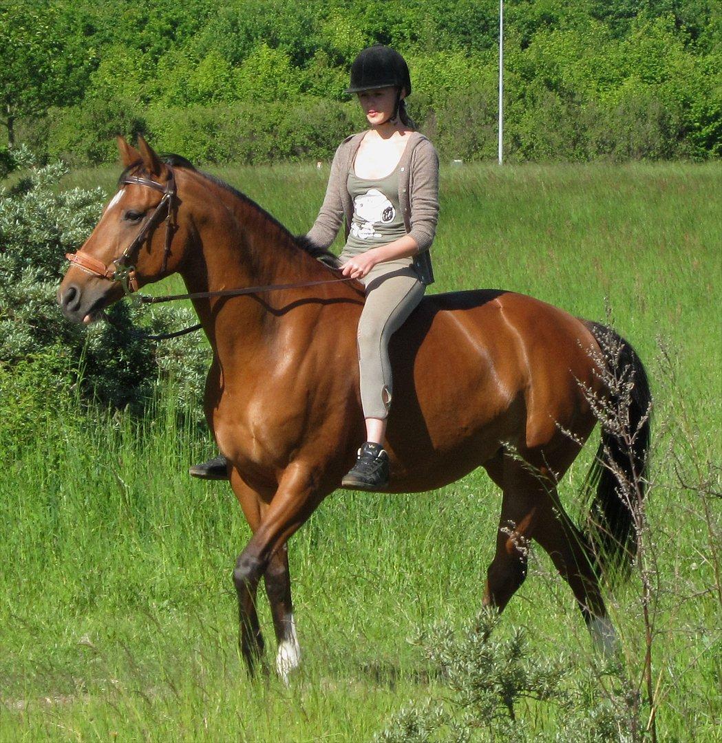 Hollandsk Varmblod Velise R (Passer) - Mig der rider på smukke Velise i skoven <3 billede 1