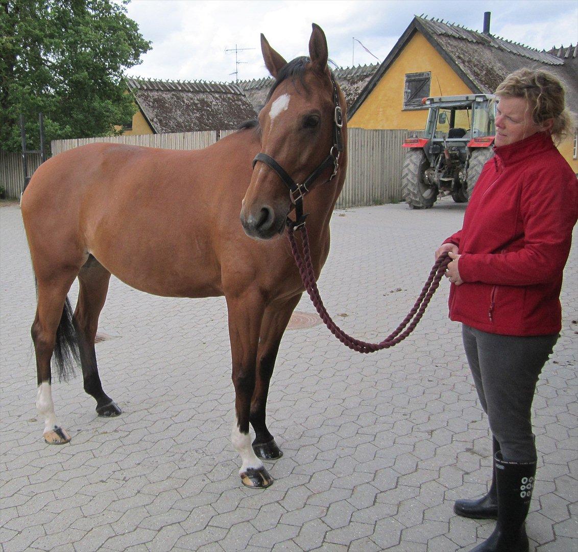 Hollandsk Varmblod Velise R (Passer) - Christina og dejlige Velise :D billede 8