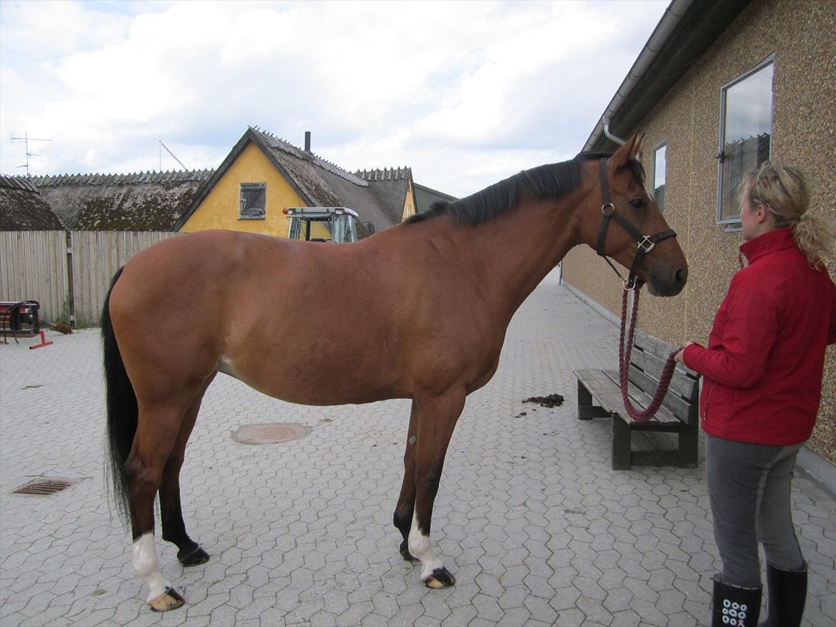 Hollandsk Varmblod Velise R (Passer) - Christina og dejlige Velise :D billede 16