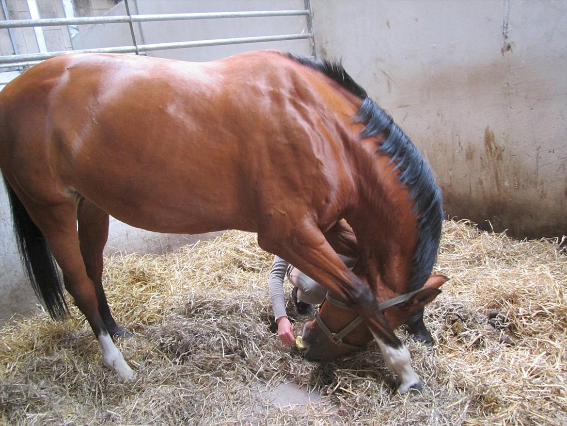 Hollandsk Varmblod Velise R (Passer) - Strækøvelser! :D billede 11