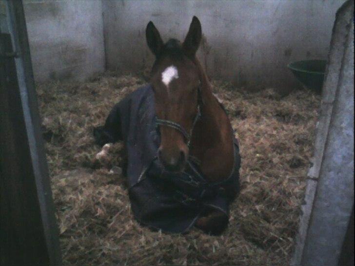 Hollandsk Varmblod Velise R (Passer) - Lille Velise der ligger ned :) billede 20