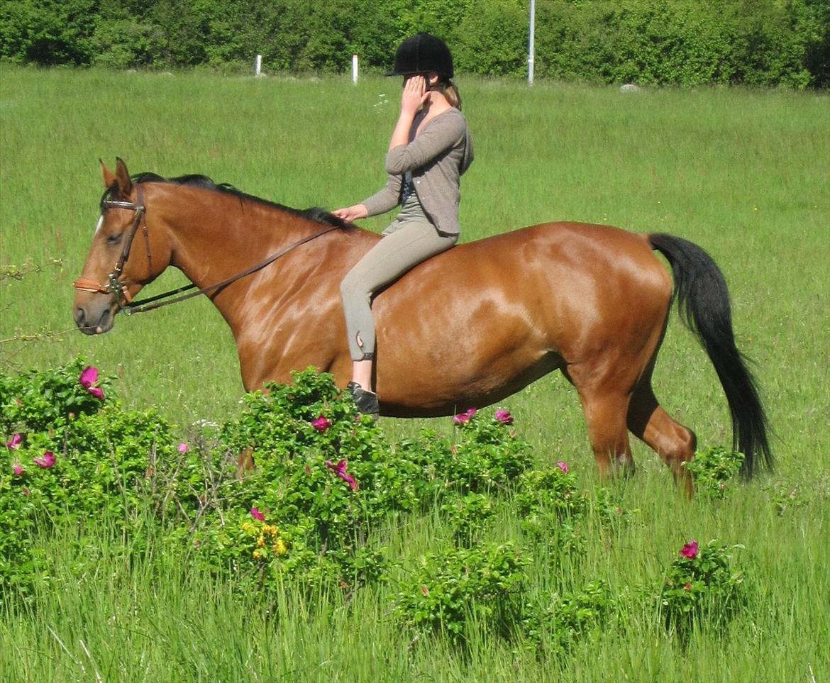 Hollandsk Varmblod Velise R (Passer) - Velise og jeg i skoven :D billede 2