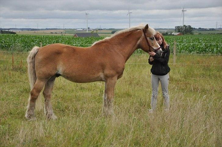 Tyroler Haflinger Anton himmelhest  billede 11