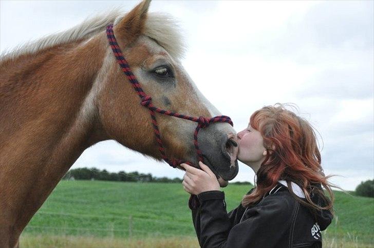 Tyroler Haflinger Anton himmelhest  billede 12