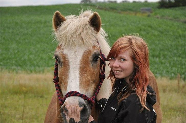 Tyroler Haflinger Anton himmelhest  billede 13