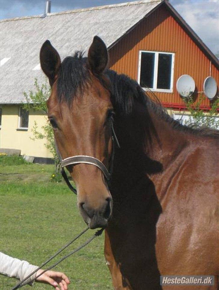 Anden særlig race Imagin Spot Morsbøl(Aflivet) billede 10