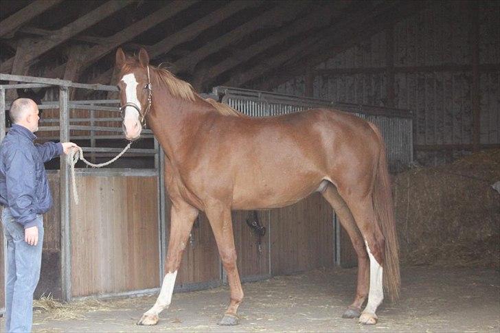 Dansk Varmblod Vestergårds Don Diligo - POSE! billede 12