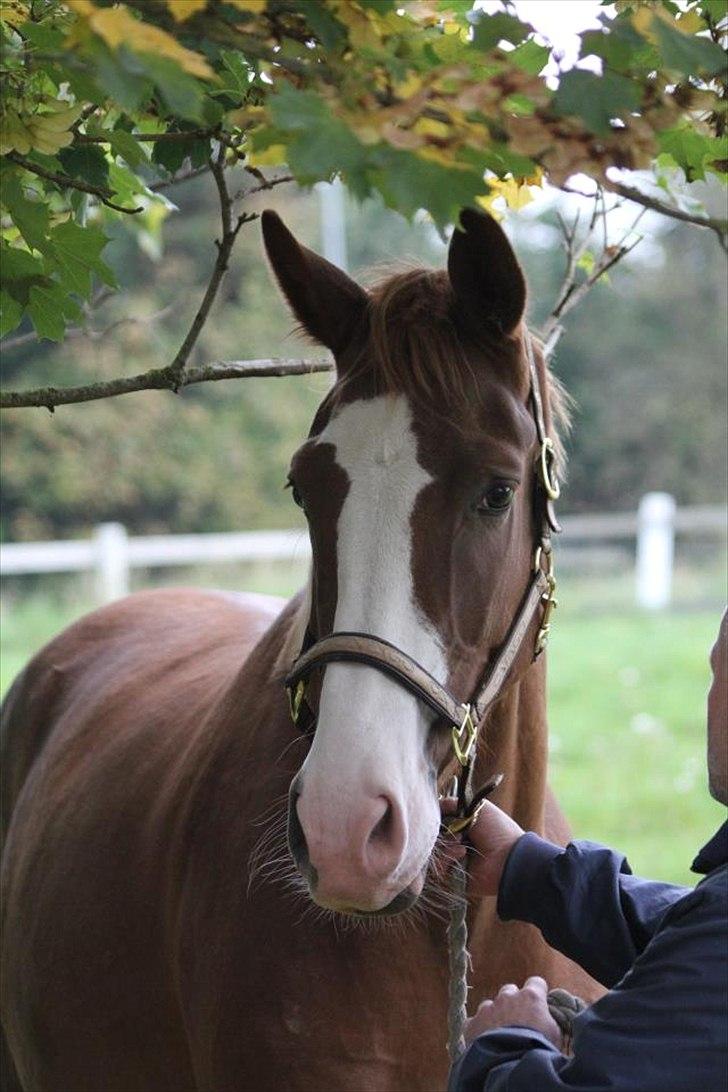 Dansk Varmblod Vestergårds Don Diligo billede 13