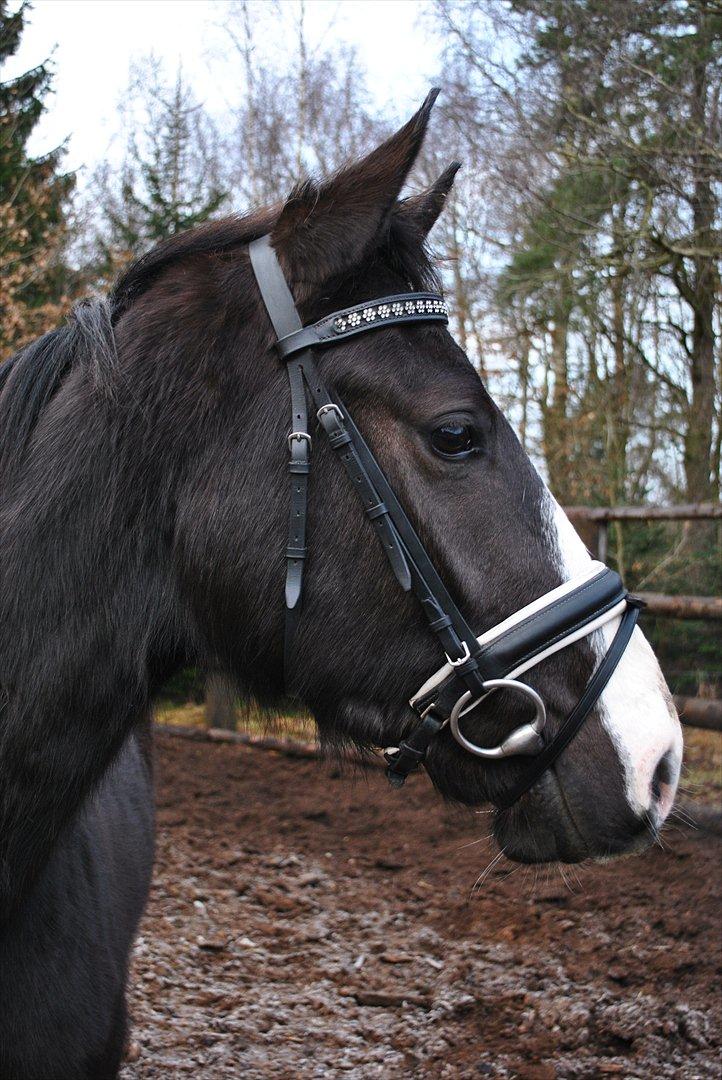 Oldenborg Beauty billede 8