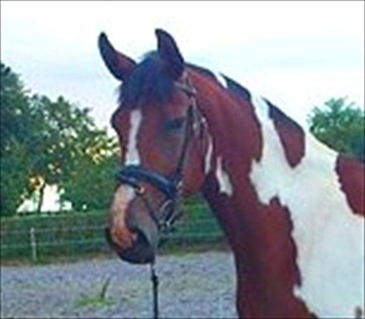 Anden særlig race Mercedes - Så smuk!!! billede 15