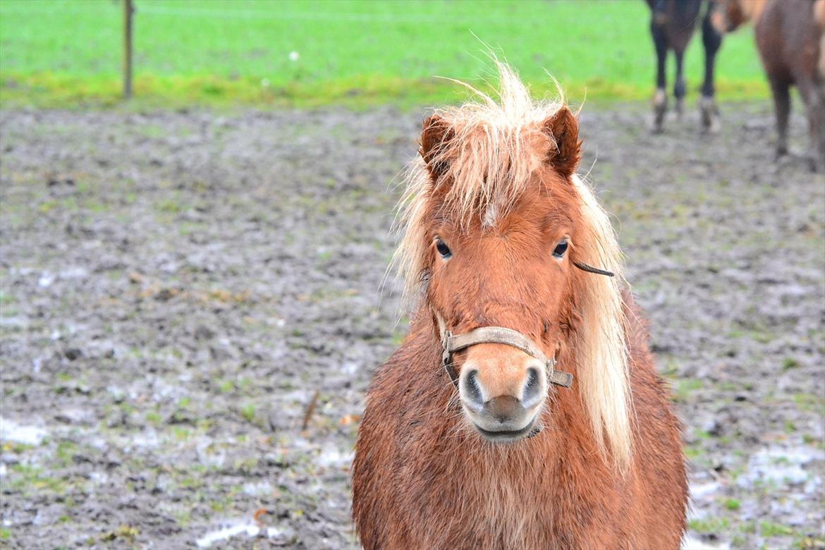 Miniature Bambino billede 7