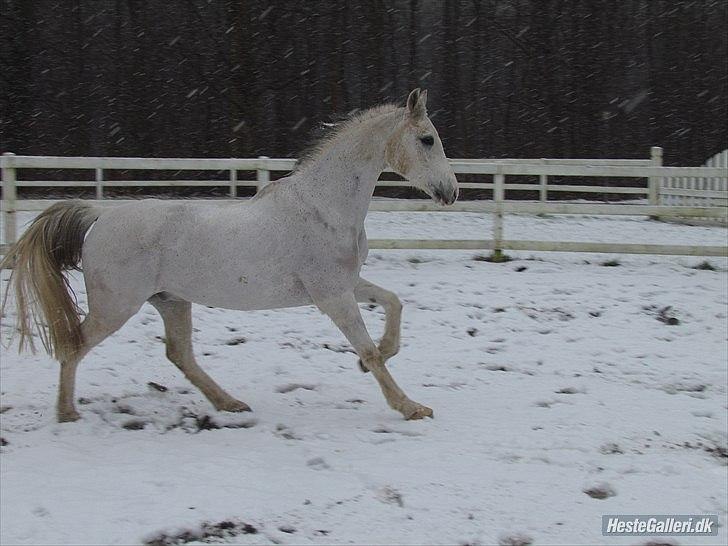 Anden særlig race Egelys Prins Abdullah  - Prins Abdullah - Hørsholm Rideklub Vinter - 2012 billede 8