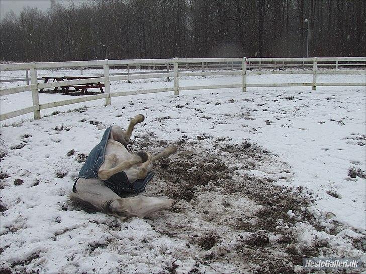 Anden særlig race Egelys Prins Abdullah  - Prins Abdullah - Hørsholm Rideklub Vinter - 2012 billede 18