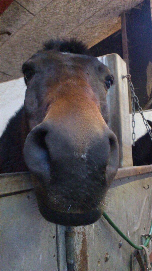 Anden særlig race Charlie *Elevpony*(Har redet) - Nr. 20. Den ørerløse hest xD  billede 20