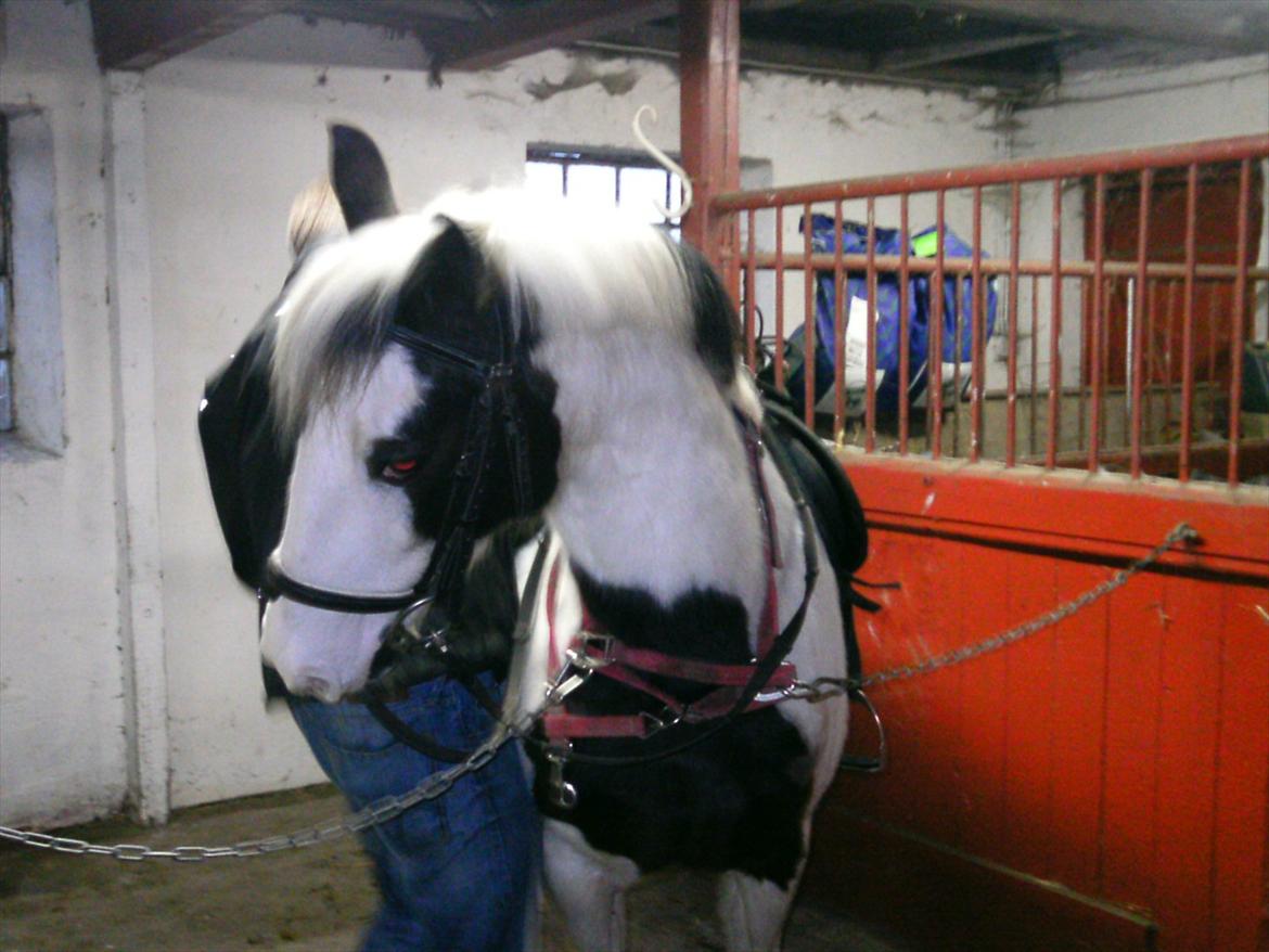 Hollandsk Sportspony Koeike <3*tidligere hest  billede 11