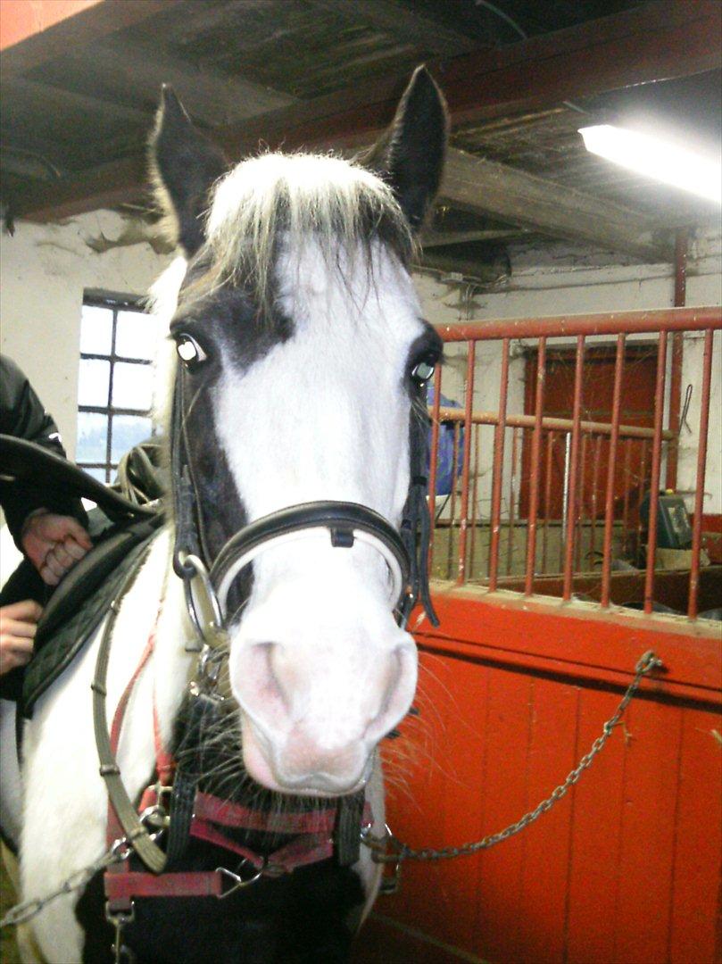 Hollandsk Sportspony Koeike <3*tidligere hest  billede 12
