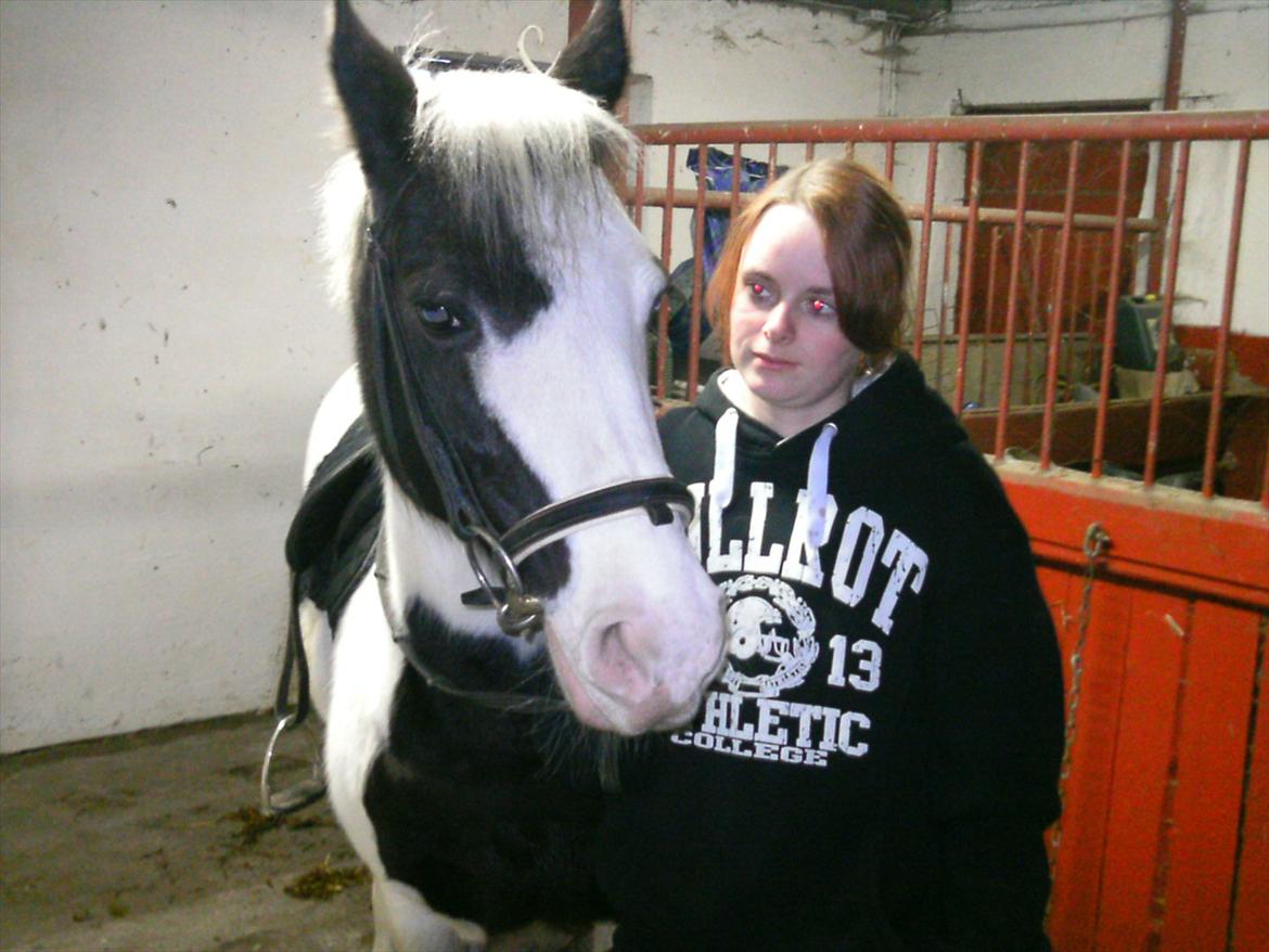 Hollandsk Sportspony Koeike <3*tidligere hest  billede 13