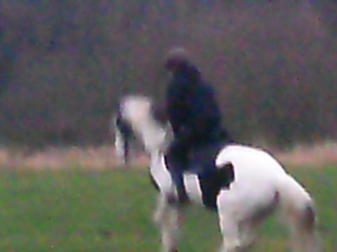 Hollandsk Sportspony Koeike <3*tidligere hest  billede 14