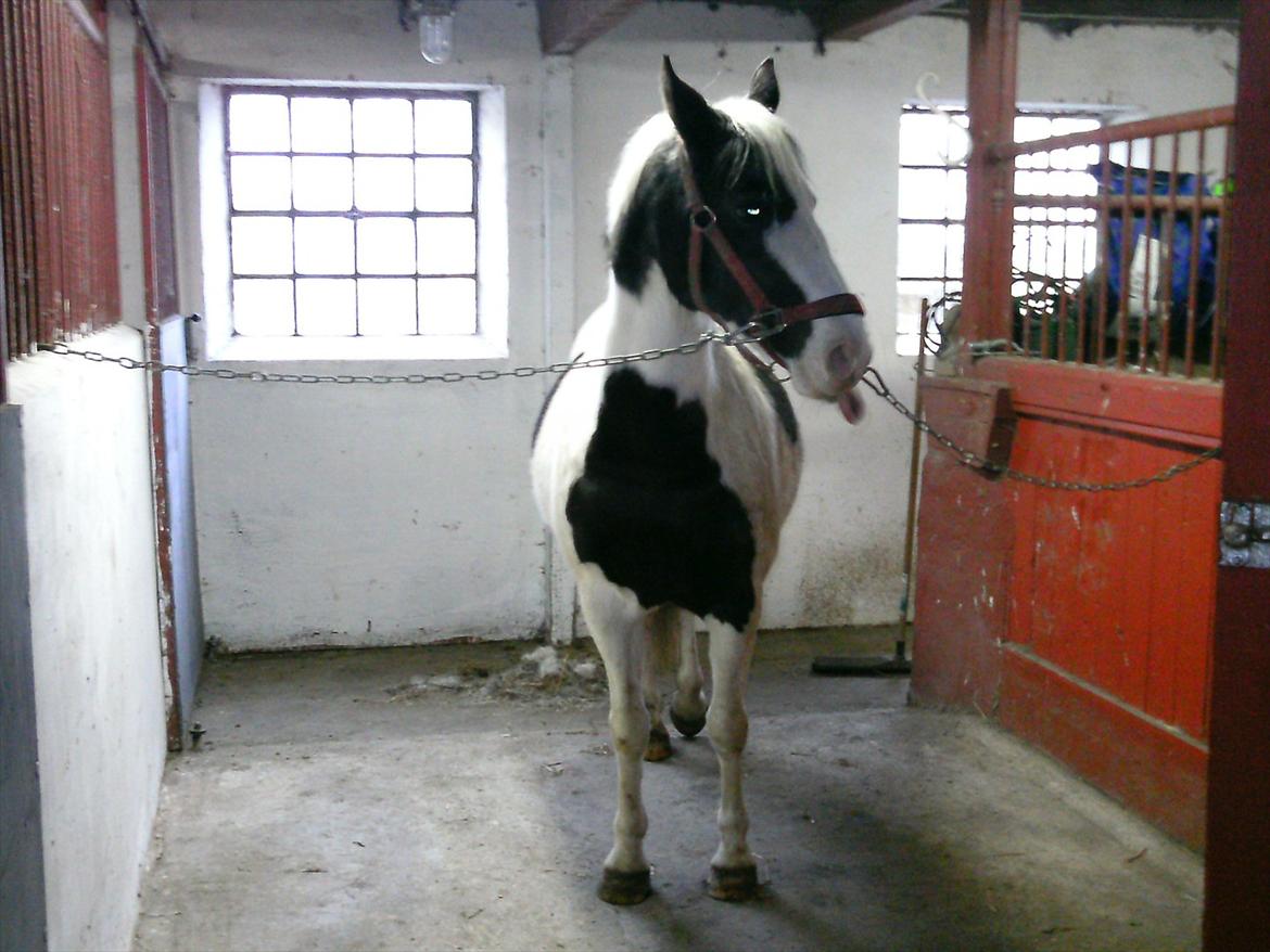 Hollandsk Sportspony Koeike <3*tidligere hest  billede 15