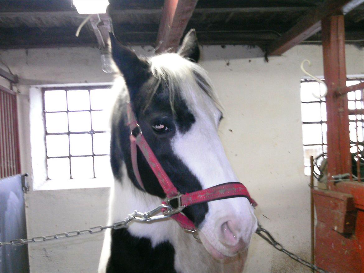 Hollandsk Sportspony Koeike <3*tidligere hest  billede 16