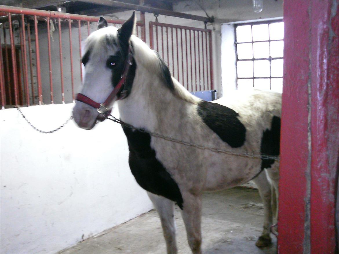 Hollandsk Sportspony Koeike <3*tidligere hest  billede 17