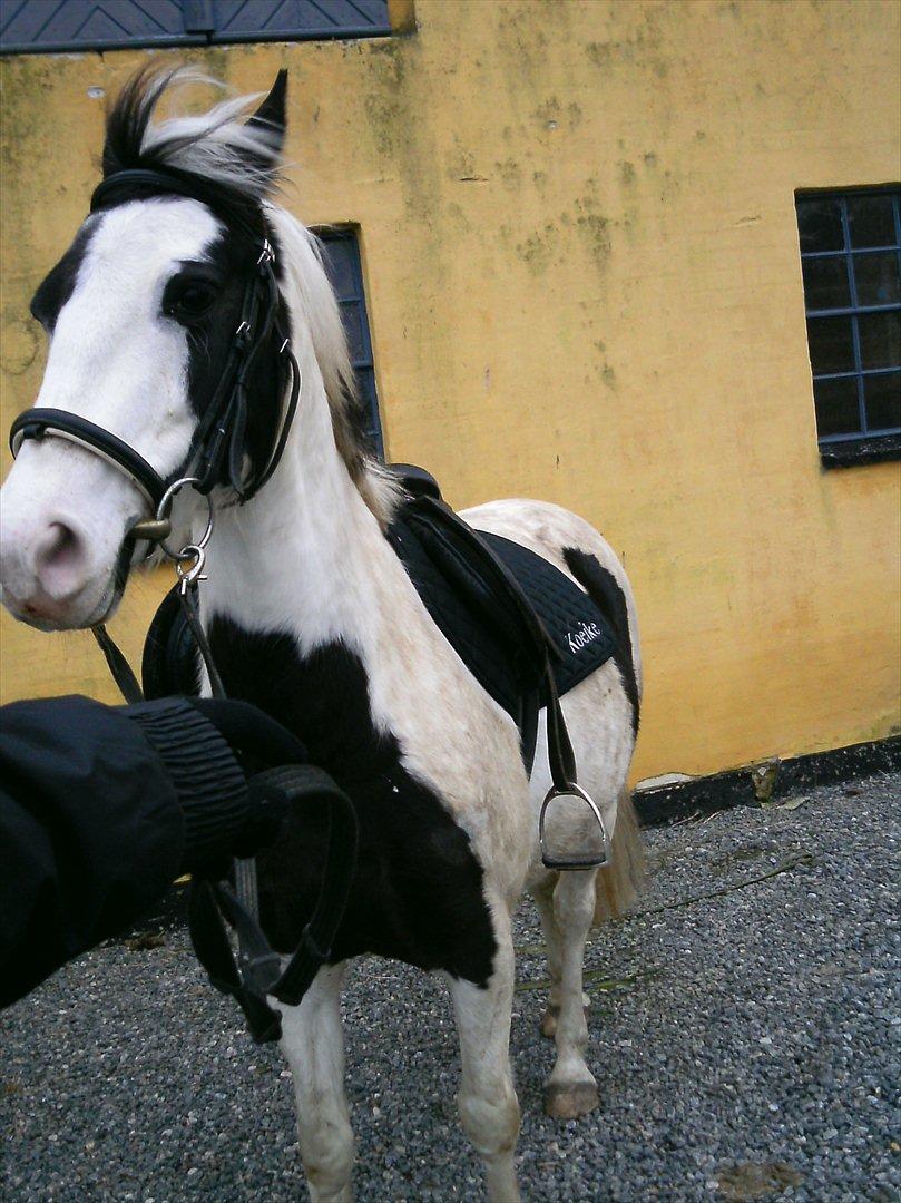 Hollandsk Sportspony Koeike <3*tidligere hest  billede 18