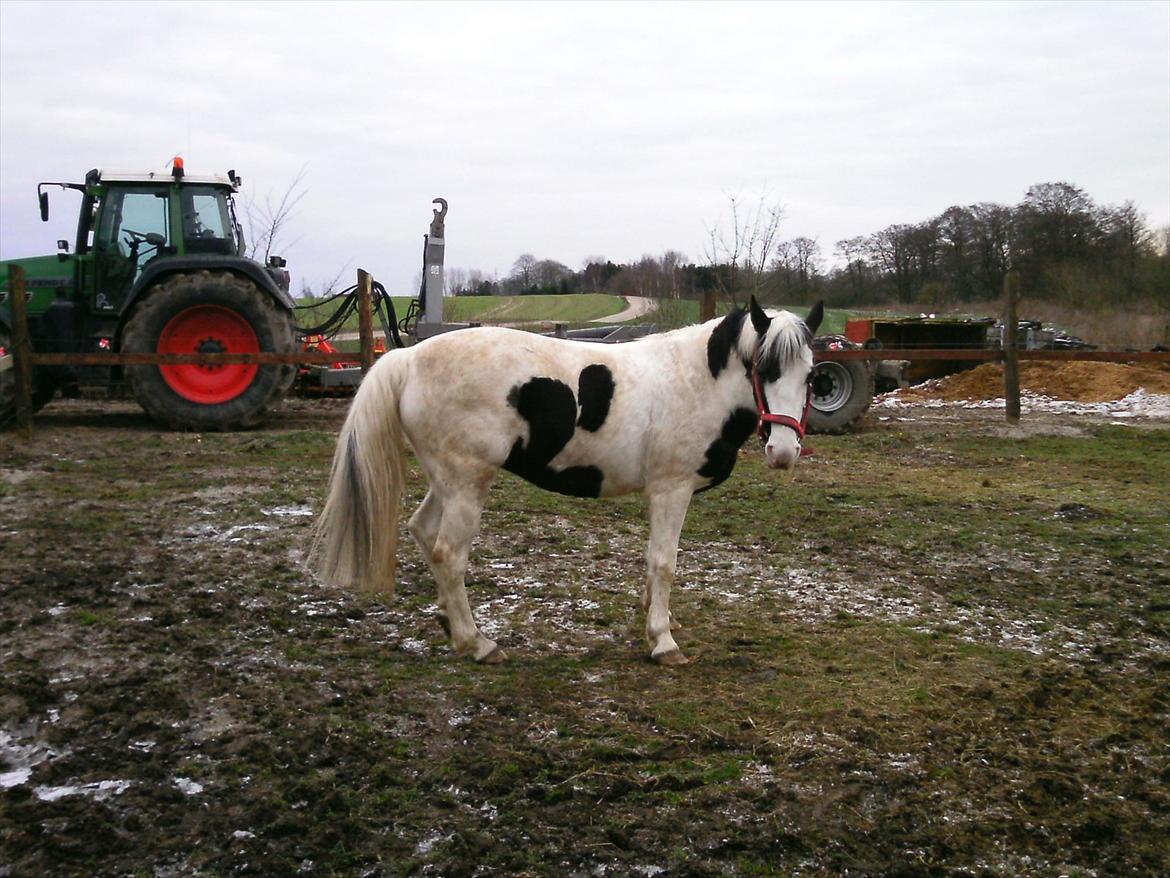 Hollandsk Sportspony Koeike <3*tidligere hest  billede 19