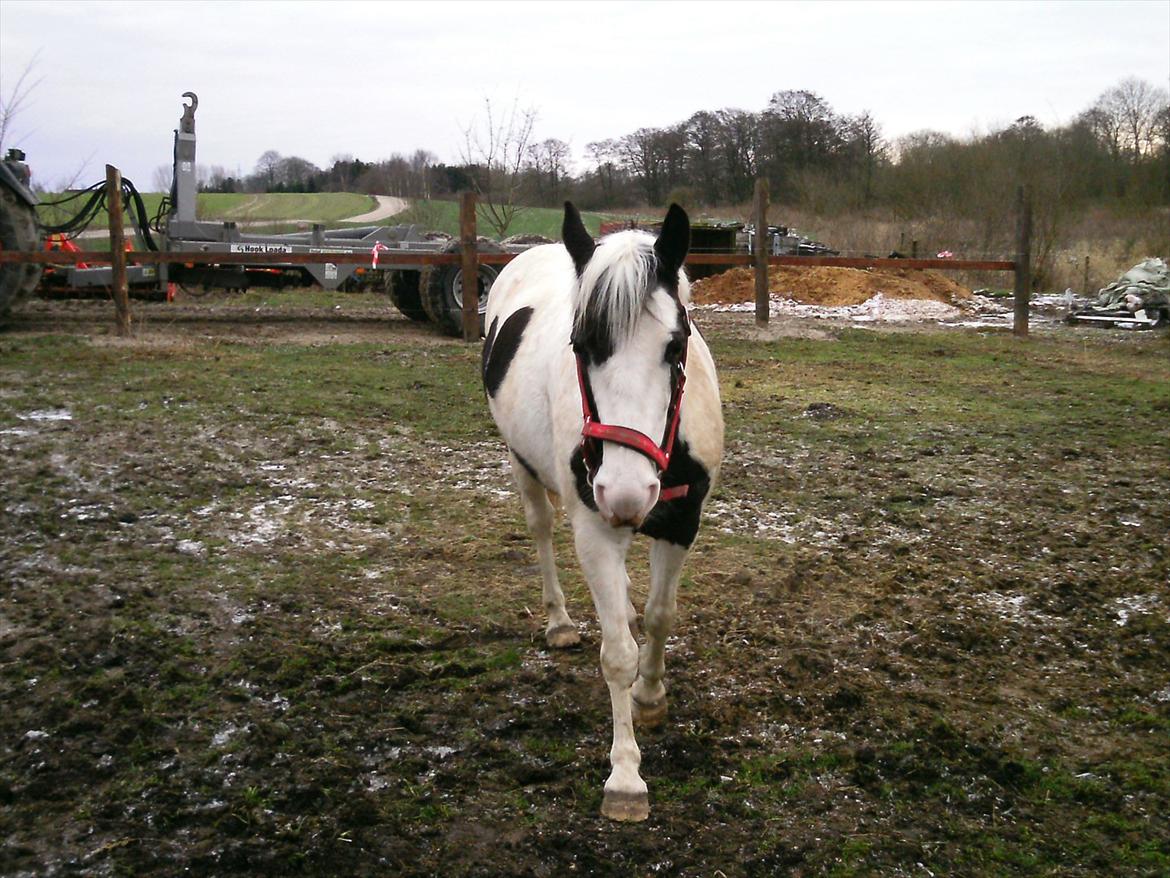 Hollandsk Sportspony Koeike <3*tidligere hest  billede 20