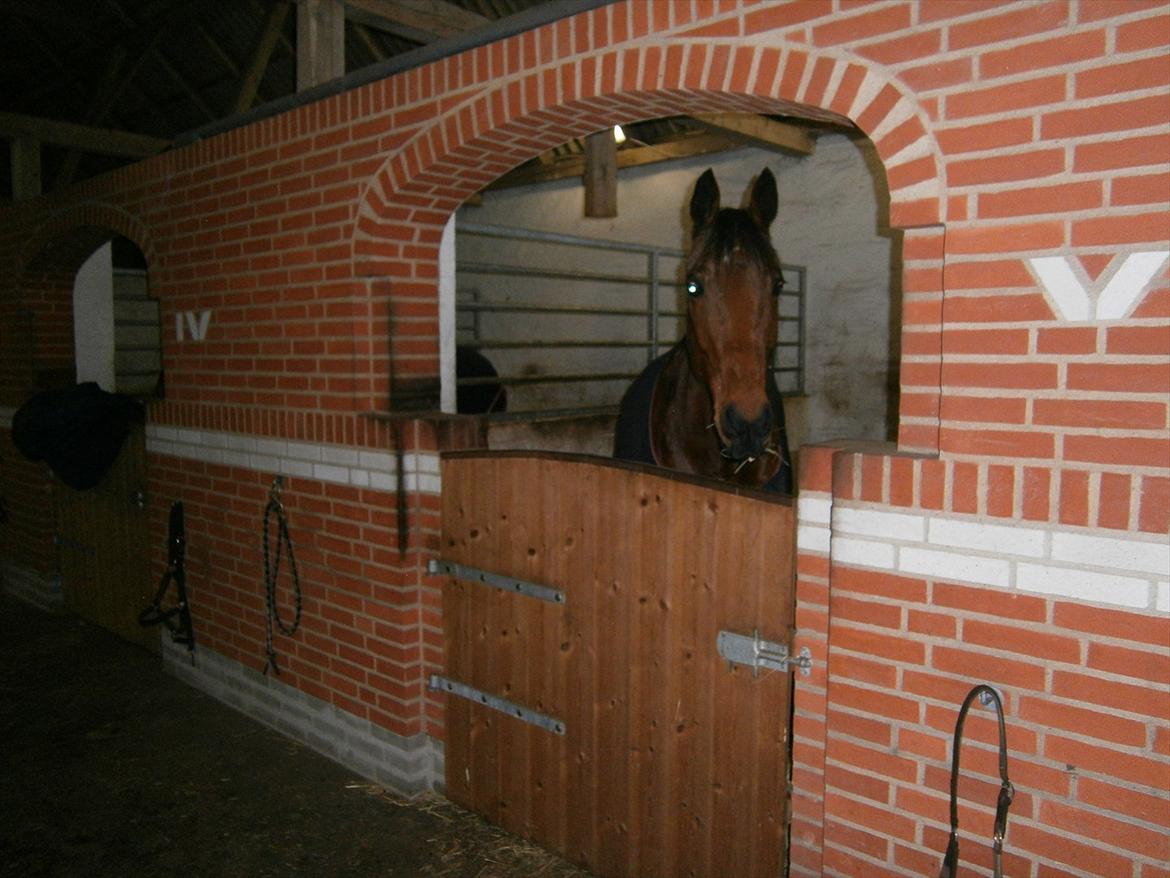 Traver  Kudu / Mojo billede 1