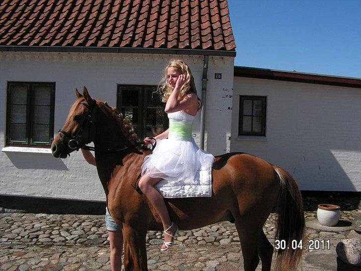 DSP Larsmindes Filanté - Den smukke pony til min konfirmation <33 billede 9