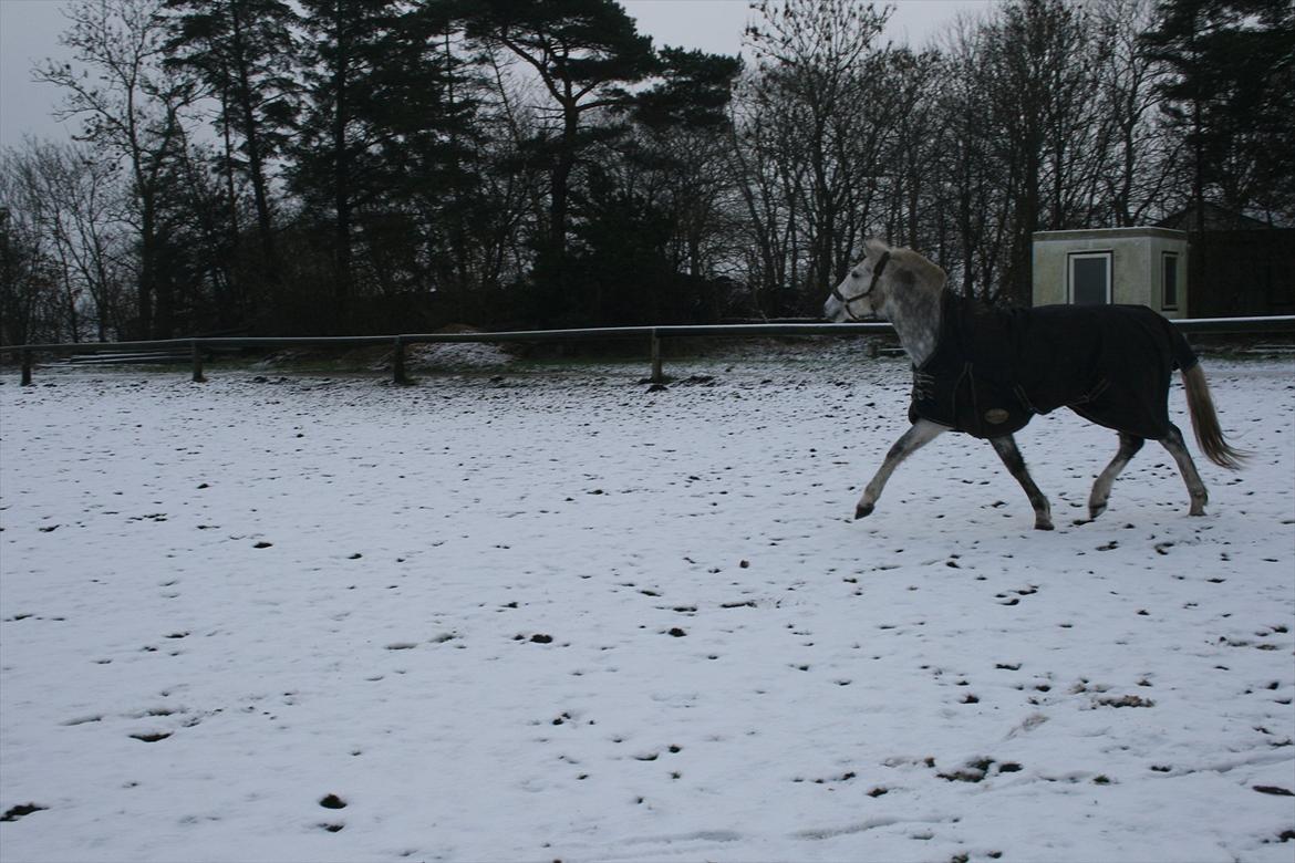 Connemara Borks Dixie Girl - En god trav på sne marken :) billede 11