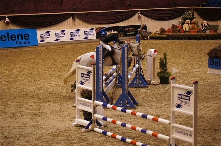 Welsh Pony (sec B) Diablo B-pony /spring  Solgt billede 12