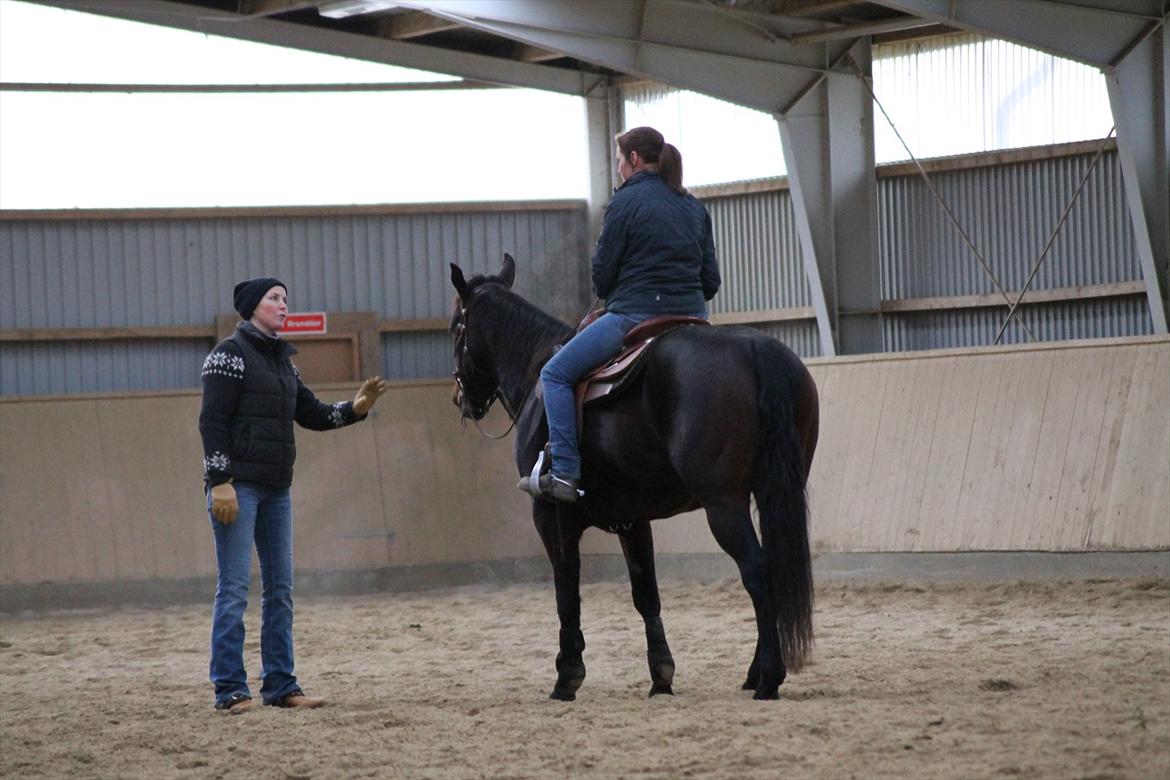 Quarter Timber Ranch Shilooh - Unghestehold hos Sanne Skovrider januar 2012  billede 10