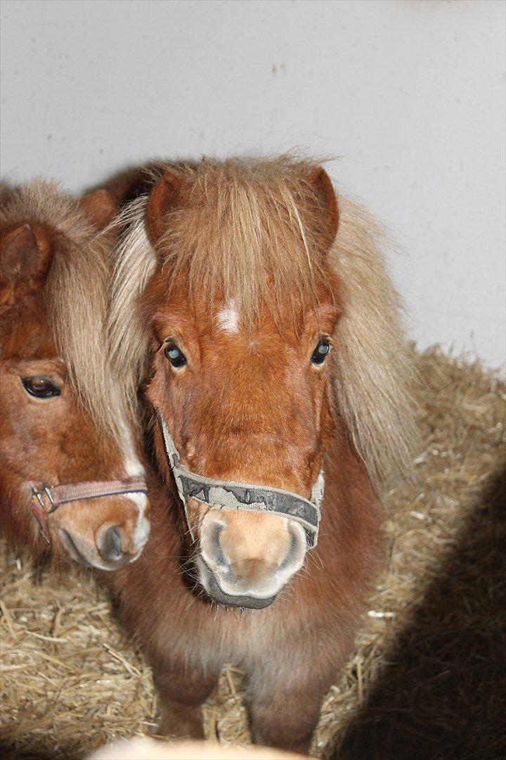 Anden særlig race Bambino - 26/1 2012 billede 8