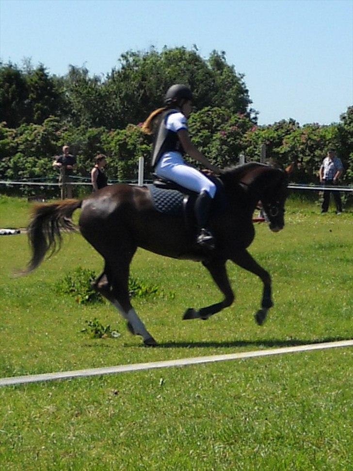 Tysk Sportspony starpower ladysmock /smokie - smukke pony!! her i LC:-D billede 17