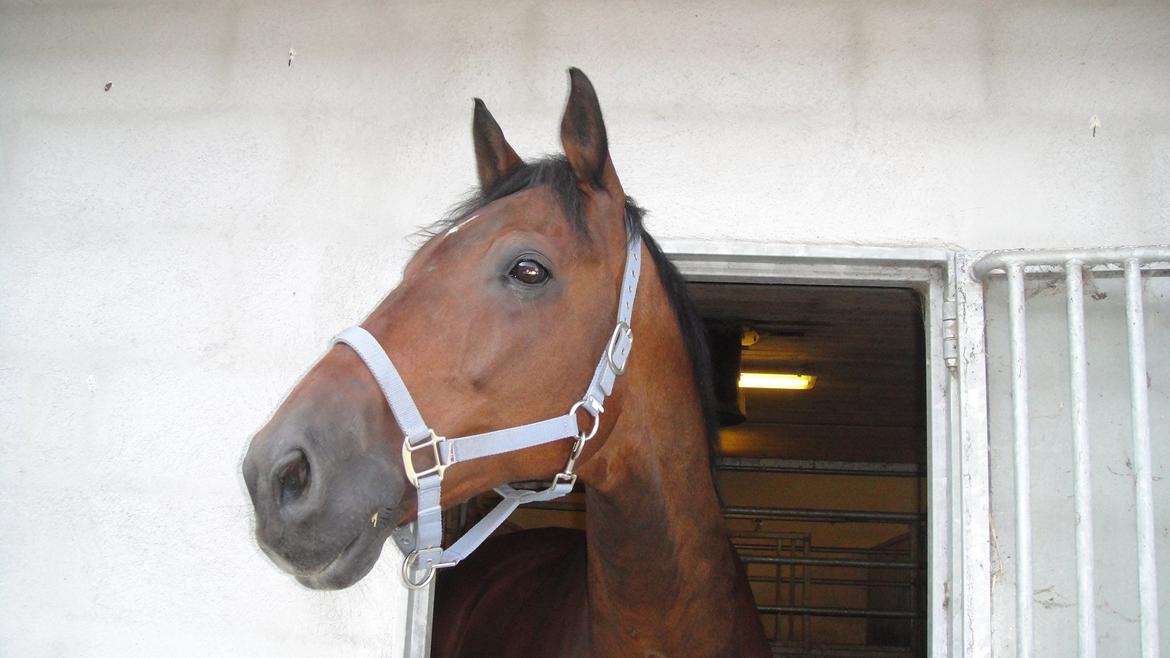 Dansk Varmblod Landeur (Litan) R.I.P billede 5