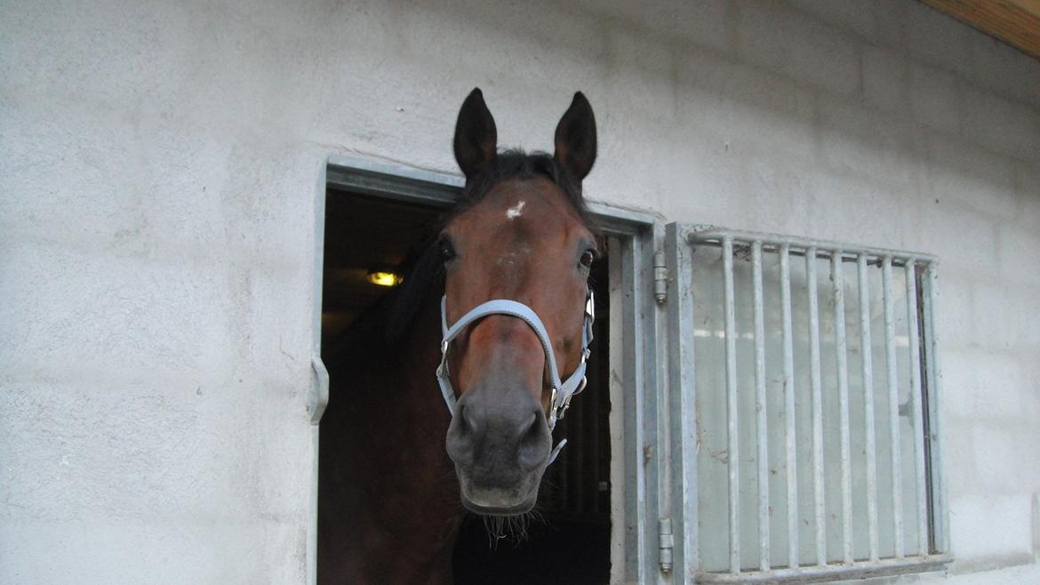 Dansk Varmblod Landeur (Litan) R.I.P billede 6