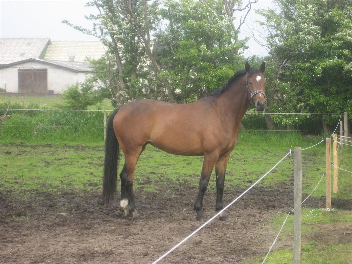 Dansk Varmblod Jessica E billede 1