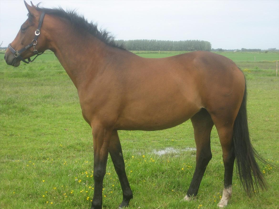 Dansk Varmblod Jessica E billede 2