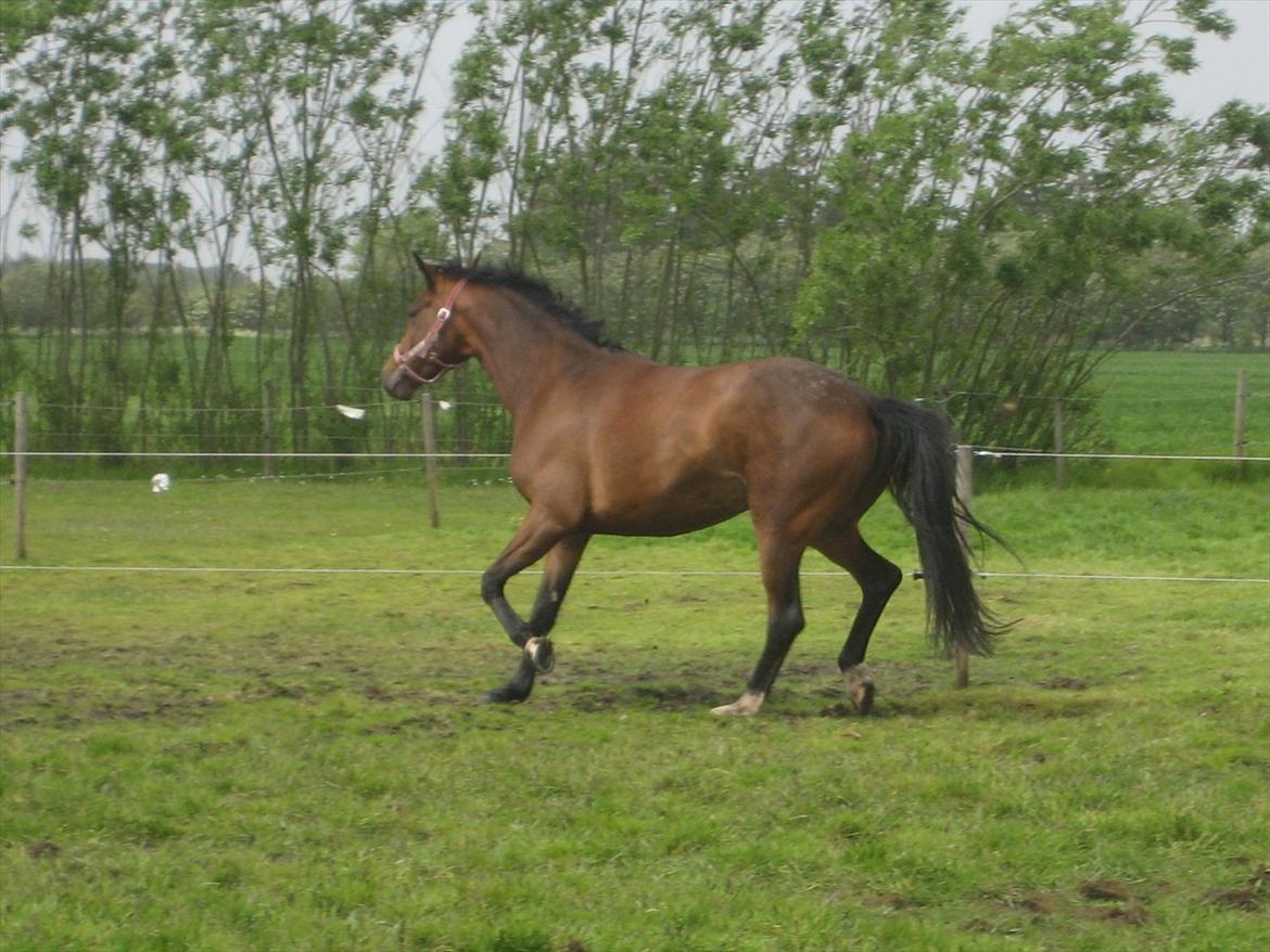 Dansk Varmblod Jessica E billede 3