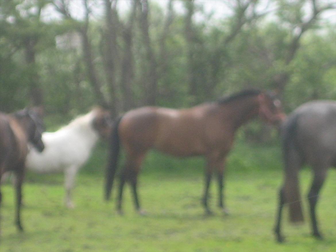 Dansk Varmblod Jessica E billede 4