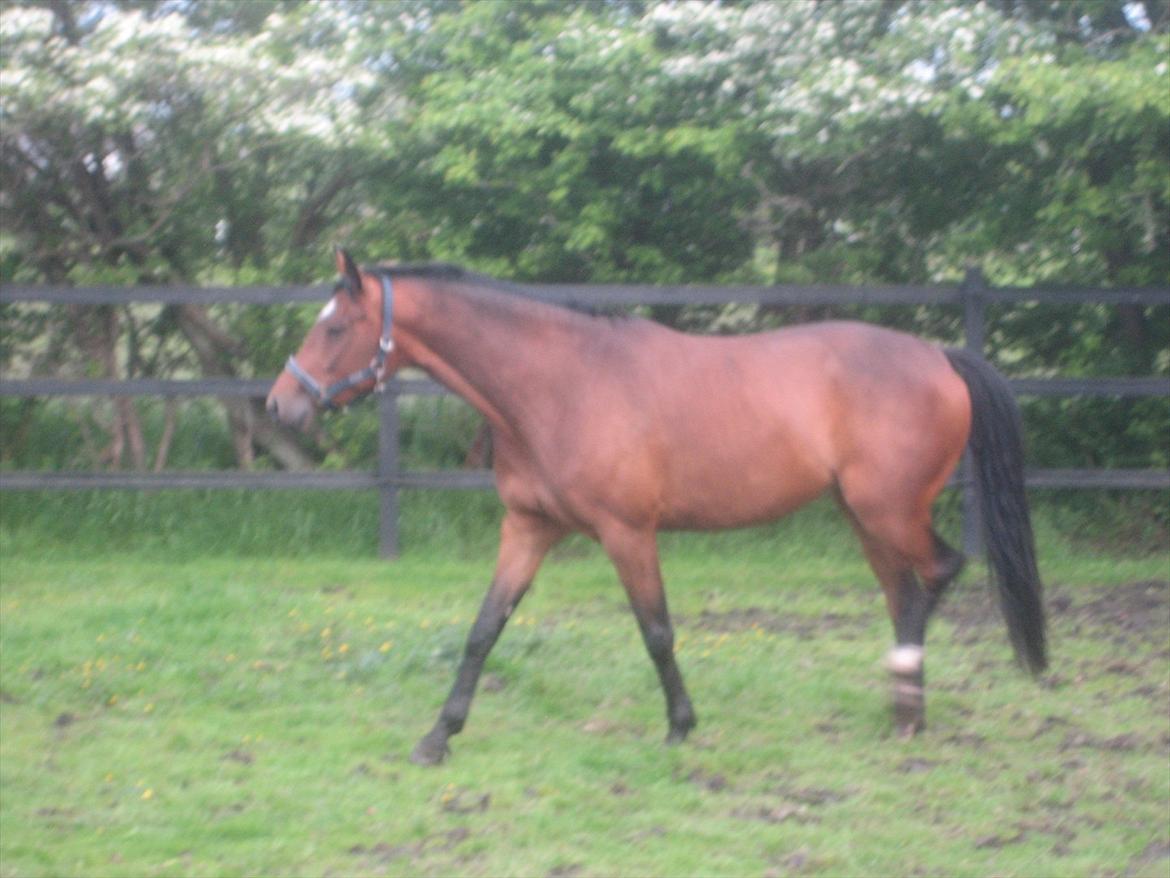 Dansk Varmblod Jessica E billede 5