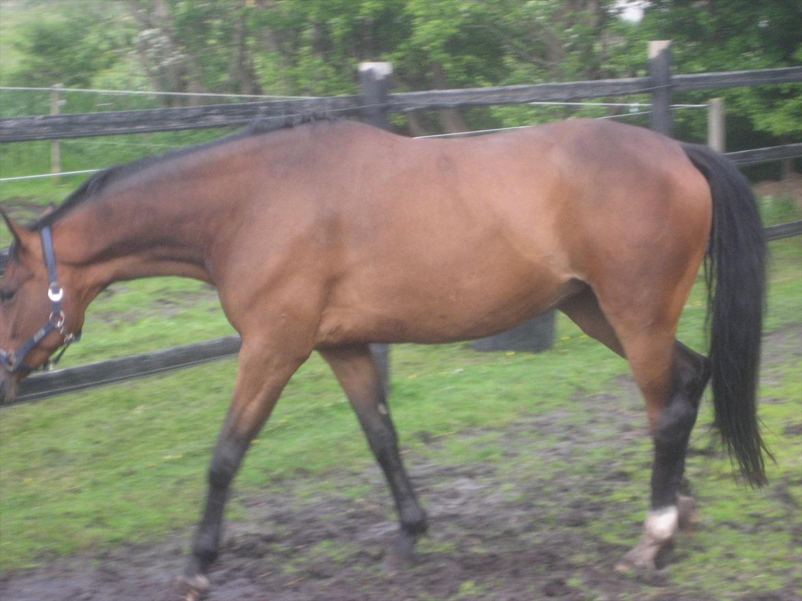 Dansk Varmblod Jessica E billede 6