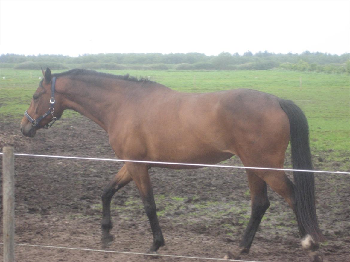 Dansk Varmblod Jessica E billede 7